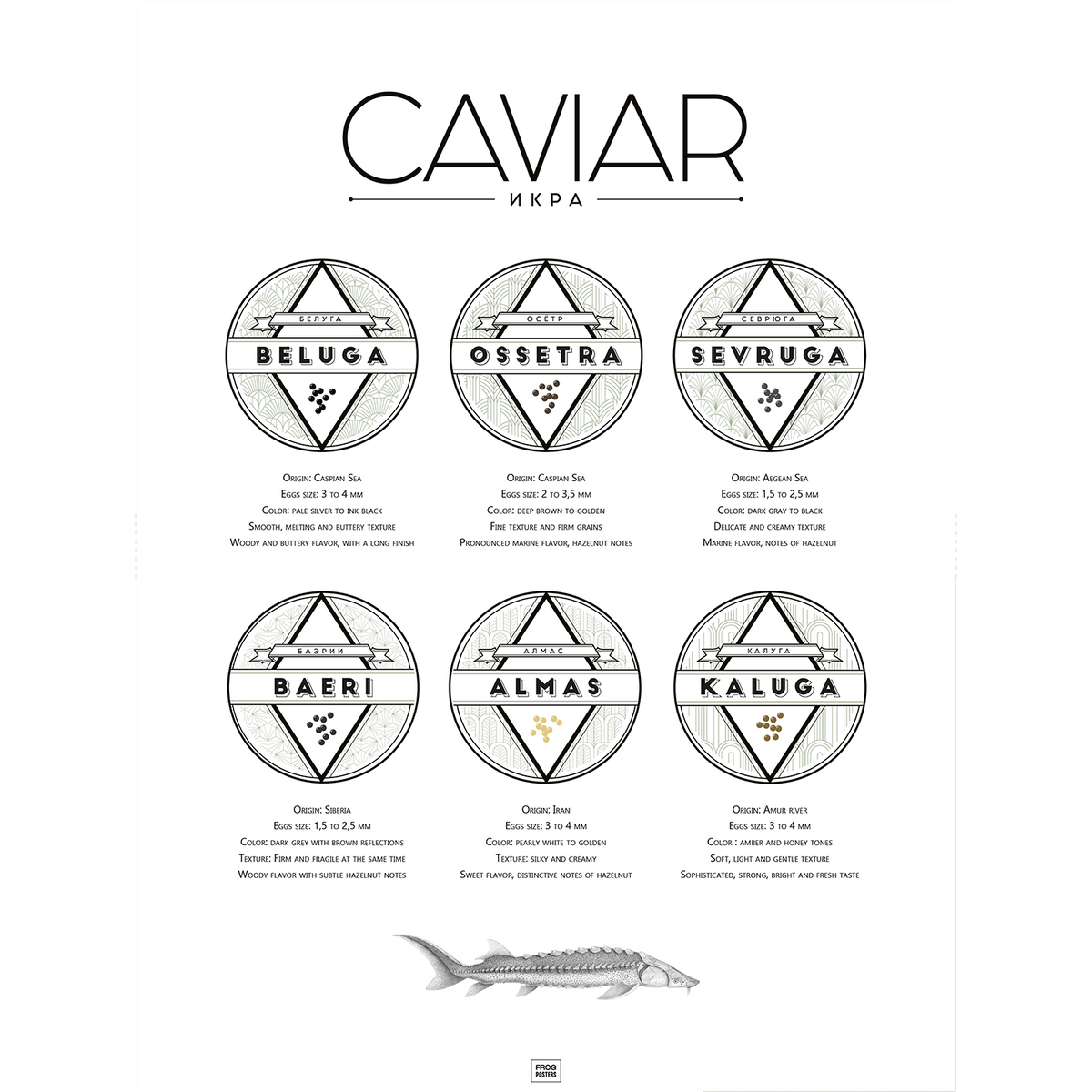 The Ultimate Caviar Guide poster – illustrated guide to caviar varieties and origins, framed print by Frog Posters