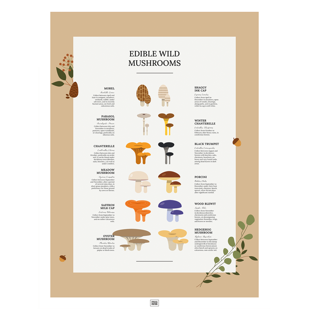 Wild Edible Mushrooms poster – illustrated guide to foraging and identifying wild mushrooms, framed print by Frog Posters