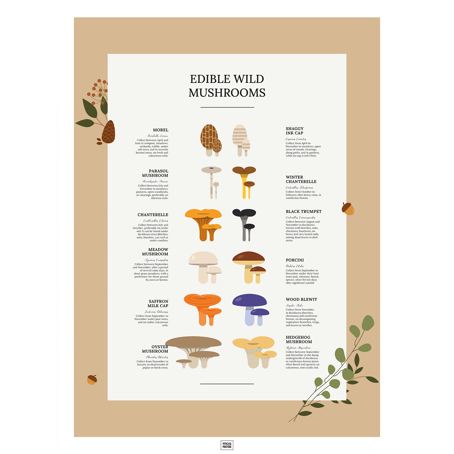 Wild Edible Mushrooms poster – illustrated guide to foraging and identifying wild mushrooms, framed print by Frog Posters